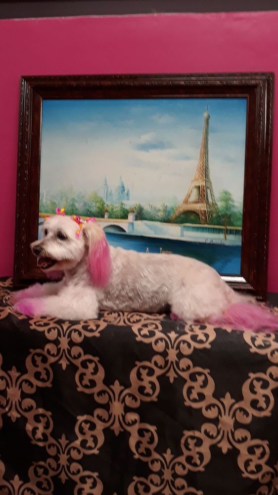 ZENY PET GROOMING Updated August 2024 173 Photos & 84 Reviews 8676 S State St, South Gate