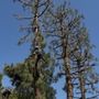 Off Czn Tree Experts