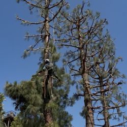Off Czn Tree Experts - Row of 4 tall pine trees professionally trimmed and thinned in Hollywood  -- OFF CZN TREE EXPERTS