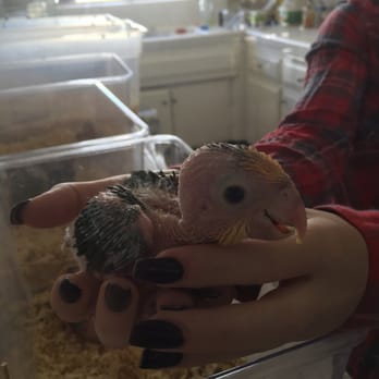 Birds N Paradise - Bird Shops Near Me - Menifee, California