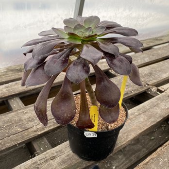 Groovy Plants Ranch - Nurseries & Gardening Near Me - Marengo, Ohio
