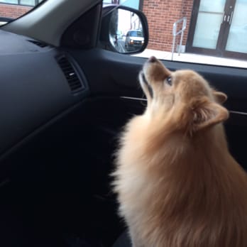 Happy Tails Grooming - My baby after his grooming - Pet Groomers Near Me - Philadelphia, Pennsylvania