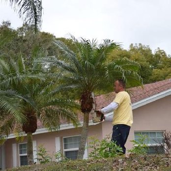 CPL Tree Service & Landscaping - untitled - Tree Services Near Me - Pinellas Park, Florida CPL Tree Service & Landscaping - untitled - Tree Services Near Me - Pinellas Park, Florida