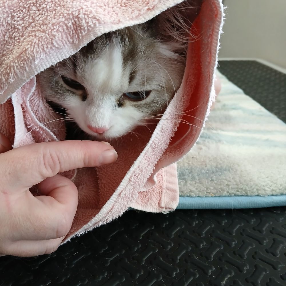Happy Cat Grooming - Honey getting a treat. - Pet Groomers Near Me - Westmont, Illinois Happy Cat Grooming - Honey getting a treat. - Pet Groomers Near Me - Westmont, Illinois
