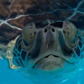 The Turtle Hospital - Veterinarians Near Me - Marathon, Florida