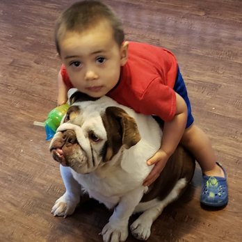 Mermo Bulldog Puppies 45 Photos Pet Breeders Portland Or Phone Number