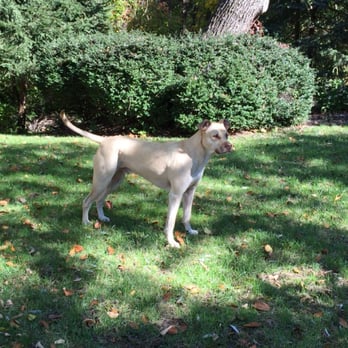 Voorhees Animal Orphanage - So happy we chose to rescue from Animal Orphanage. Maxwell is such a gentle giant who has brings joy everywhere he goes. - Animal Shelters Near Me - Voorhees, New Jersey