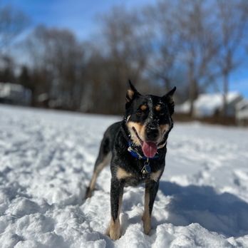 Animal Bath & Burrow - I am beyond happy. I am a blue healer. Let me herd you. - Pet Groomers Near Me - Glastonbury, Connecticut Animal Bath & Burrow - I am beyond happy. I am a blue healer. Let me herd you. - Pet Groomers Near Me - Glastonbury, Connecticut