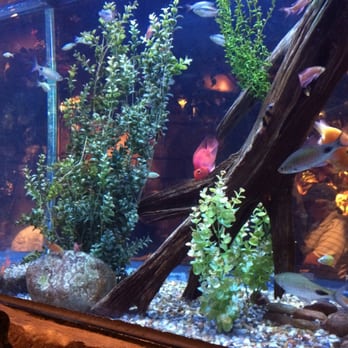 Rainforest Cafe - This is the aquarium that we sat next to. The atmosphere is awesome & kids would absolutely love it!! - American Near Me - San Antonio, Texas