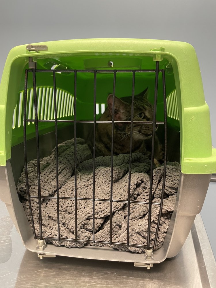 NEW HOPE ANIMAL HOSPITAL GA Updated October 2024 52 Photos & 36