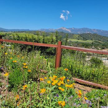 Rewind Ojai Native Garden Tour - What a view! - Community Gardens Near Me - Ojai, California Rewind Ojai Native Garden Tour - What a view! - Community Gardens Near Me - Ojai, California