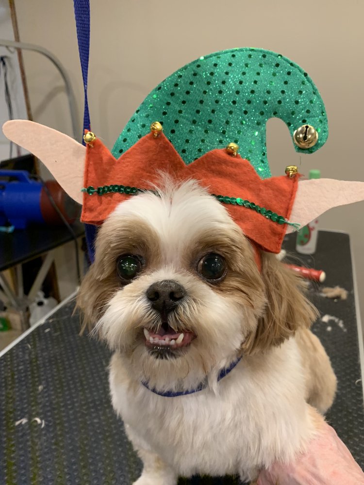 Mobile dog grooming van interior Mobile dog grooming van interior