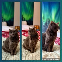 Pet Adoption Fund - Lavi Grey