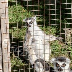 Saunders Country Critters Zoo and Garden Centre