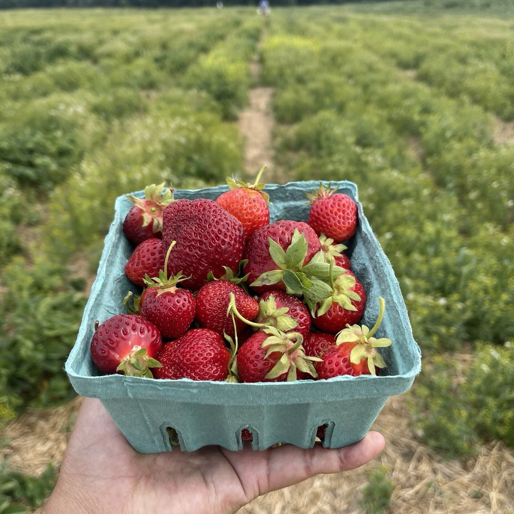 Navarino Orchard - My pint along with our bucket that's not pictured. - Fruits & Veggies Near Me - Syracuse, New York