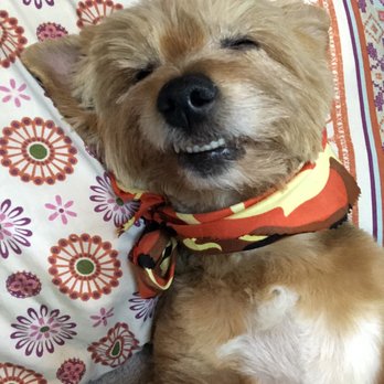 BYOP - Pet Groomers Near Me - Staten Island, New York BYOP - Pet Groomers Near Me - Staten Island, New York
