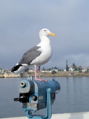 Santa Cruz Wharf by null