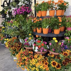 Ralphs - Flowers
