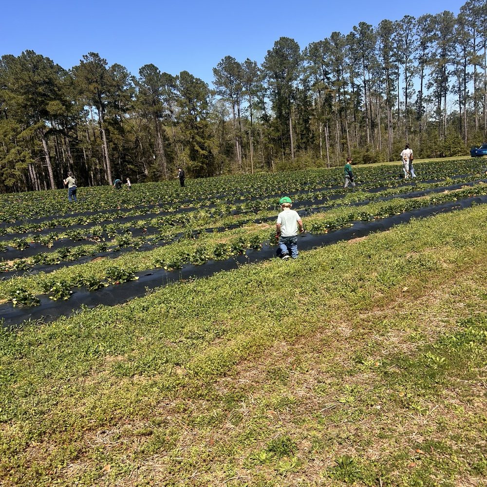 Moccasin Grove - Pick Your Own Farms Near Me - Tallahassee, Florida Moccasin Grove - Pick Your Own Farms Near Me - Tallahassee, Florida