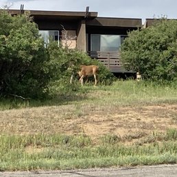 Elk Elk