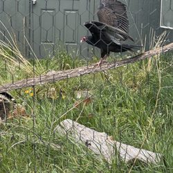 Yellowstone Wildlife Sanctuary - This is uncle Fester.
