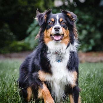 Fuzzy Butt Pet Photos - Anticipation for a ball - Pet Photography Near Me