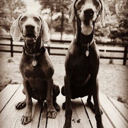 Vint Hill Dog Park - Happy pups at their favorite place!