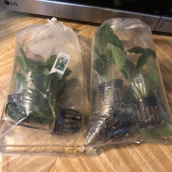 Animal House - Anubias Plants - Pet Stores Near Me - Oregon City, Oregon