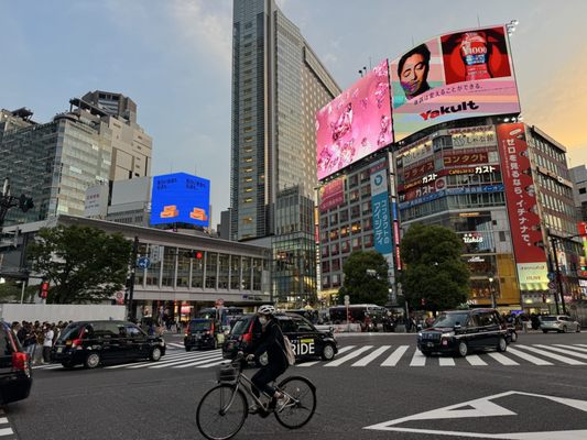 Shibuya Crossing by null