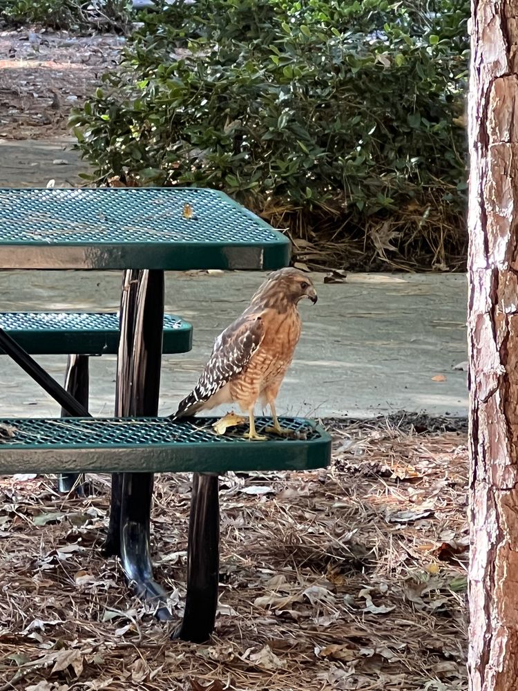 Harold D Ritter Park