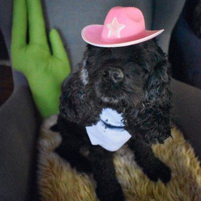 Little Critter Sitter