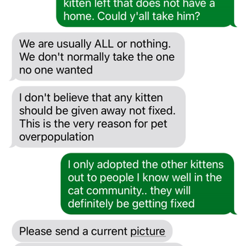 Kitty Angel Rescue - Pet Adoption Near Me - Kennesaw, Georgia