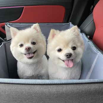Ironmaya Pet Grooming - Pomeranian hair cut - Pet Groomers Near Me - Arcadia, California Ironmaya Pet Grooming - Pomeranian hair cut - Pet Groomers Near Me - Arcadia, California