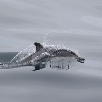 Newport Landing - Dolphin in a mirror - Whale Watching Tours Near Me - Newport Beach, California