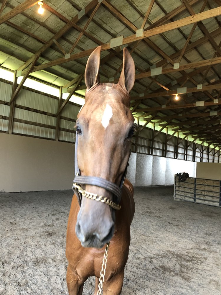 Four Willows Farm - equestrian in Greenwood, IN