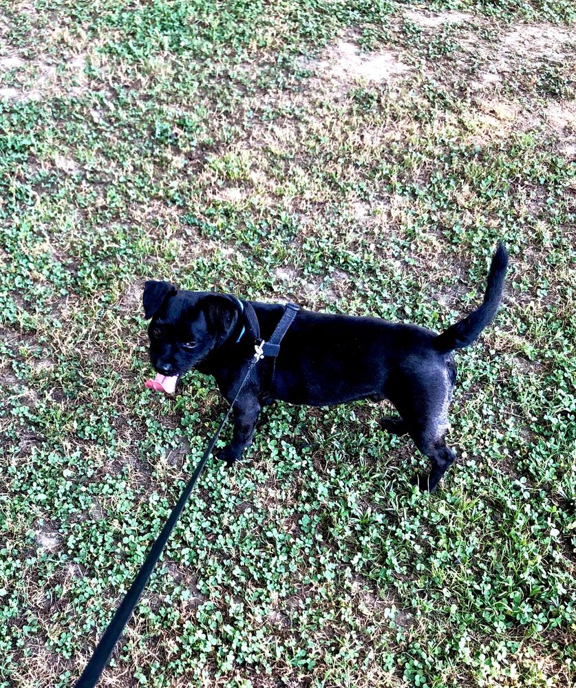 PRECIOUS PAWS Updated July 2024 221 S Marble St, Rockmart, Pet Groomers Phone