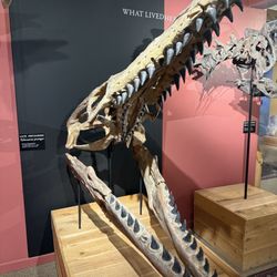 Morrison Natural History Museum - Tylosaurus