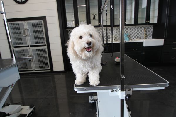 DOGGIEVILLE MTL by null