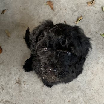 Warner West Pet Clinic - My new puppy, Fiona - Veterinarians Near Me - Huntington Beach, California Warner West Pet Clinic - My new puppy, Fiona - Veterinarians Near Me - Huntington Beach, California