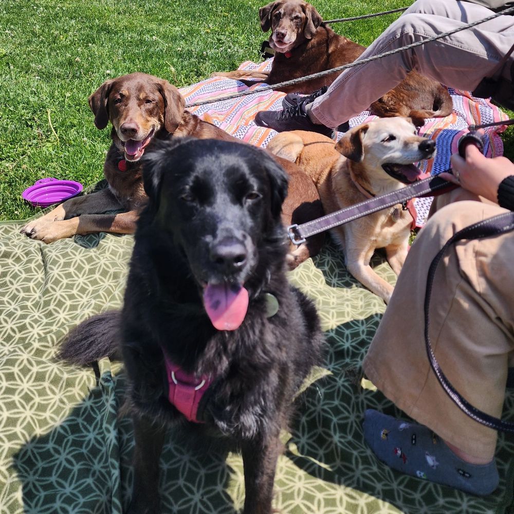 Brothers’ Field - Pup-friendly Brother's Field. - Venues & Event Spaces Near Me - Long Grove, Illinois Brothers’ Field - Pup-friendly Brother's Field. - Venues & Event Spaces Near Me - Long Grove, Illinois
