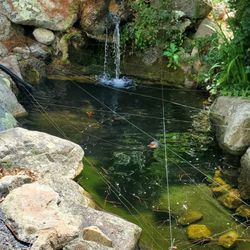 Rapoza's Greenhouse & Florist