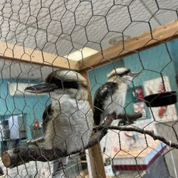 Parrots of the World