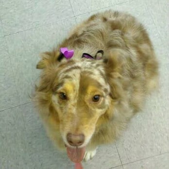 Heights Grooming - Ruby after a day at the spa - Pet Groomers Near Me - Houston, Texas