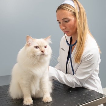 GoodVets Montford - Veterinarians Near Me - Charlotte, North Carolina GoodVets Montford - Veterinarians Near Me - Charlotte, North Carolina