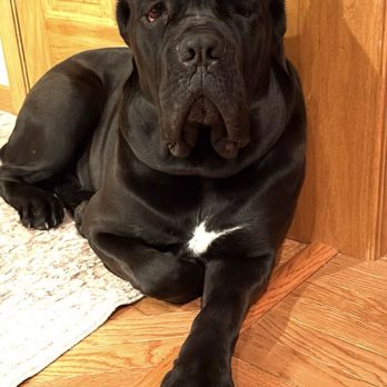 Fidecore Cane Corso - Pet Breeders Near Me Fidecore Cane Corso - Pet Breeders Near Me