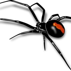 Black Widow Pest Control