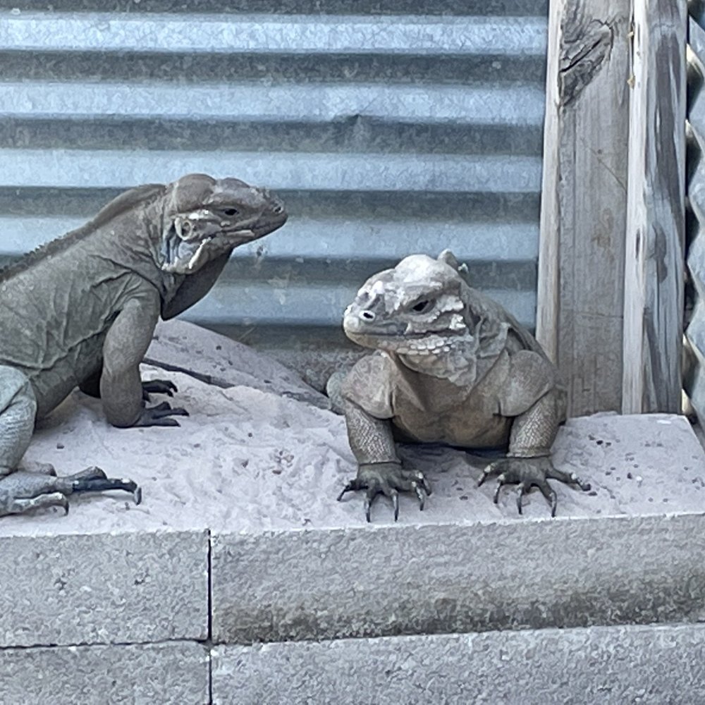 Iguanaland - Zoos Near Me - Punta Gorda, Florida