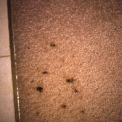 Paris Inn - WTF? Do they not clean the carpet?