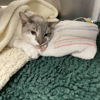 PETS Hospital - Yuki had a 33% chance of survival. Cat bite lead to an abscess that almost took his life. - Emergency Pet Hospital Near Me - Orcutt, California PETS Hospital - Yuki had a 33% chance of survival. Cat bite lead to an abscess that almost took his life. - Emergency Pet Hospital Near Me - Orcutt, California