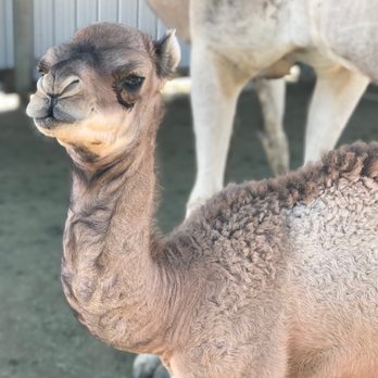 Oasis Camel Dairy - Baby camel - Attraction Farms Near Me - Ramona, California Oasis Camel Dairy - Baby camel - Attraction Farms Near Me - Ramona, California